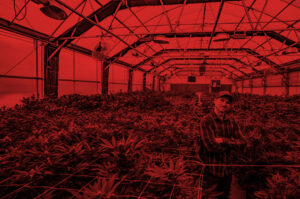 Young farmer stands among herbal cannabis plants at a CBD / hemp / marijuana farm in Colorado.