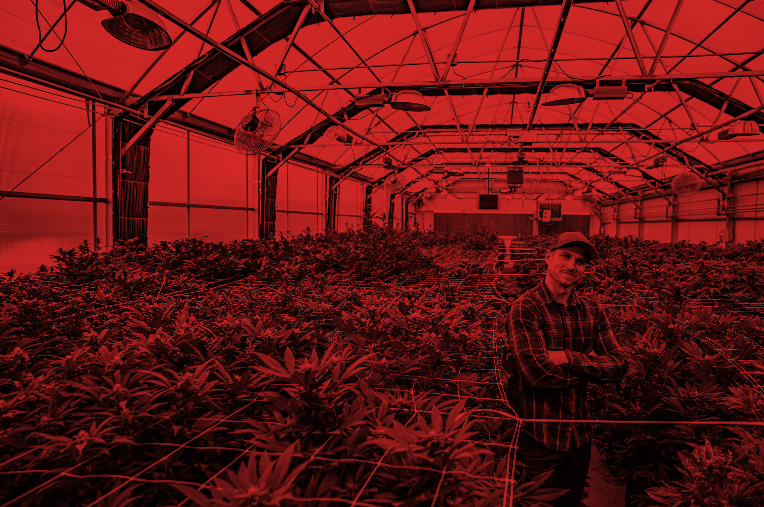 Young farmer stands among herbal cannabis plants at a CBD / hemp / marijuana farm in Colorado.